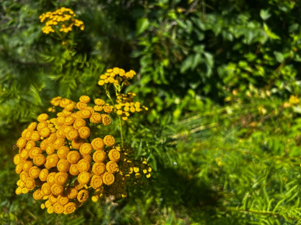 Little yellow flowers 
