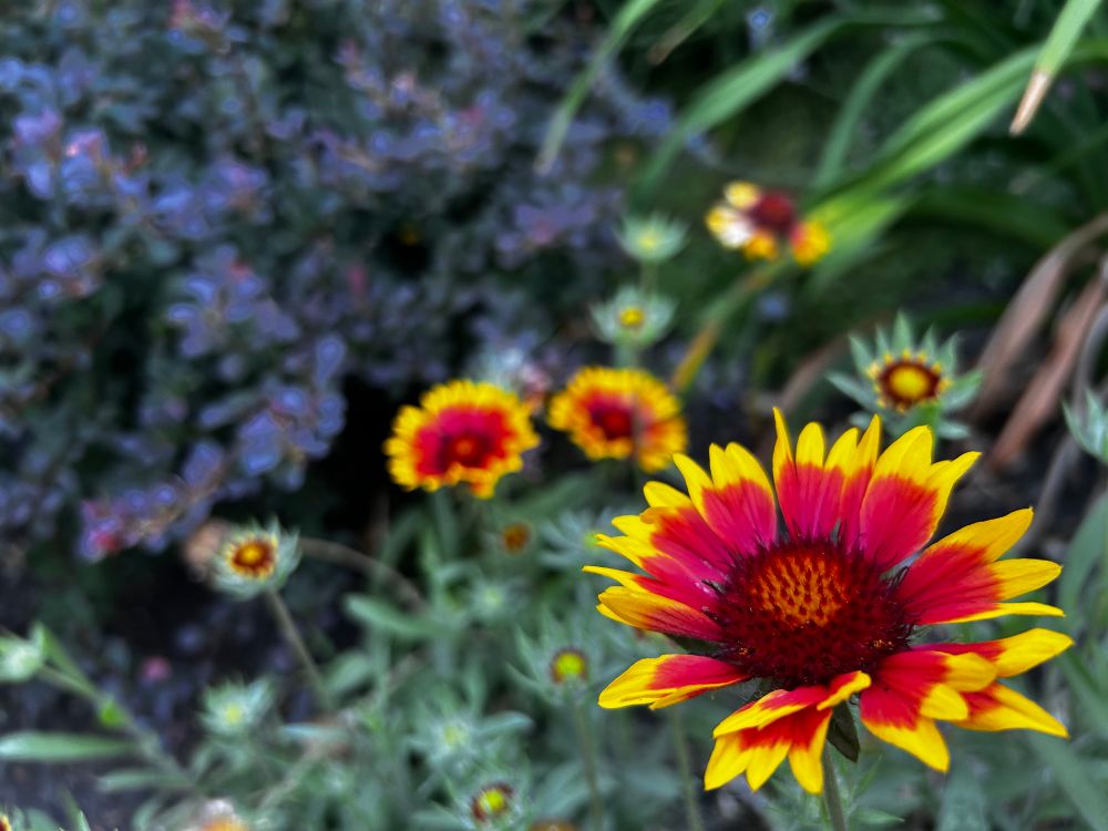 Flowers like a burst of yellow and red