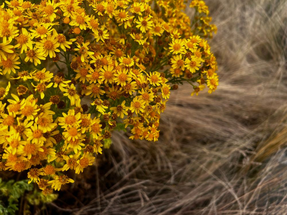 Small yellow flowers in front of dry grass.