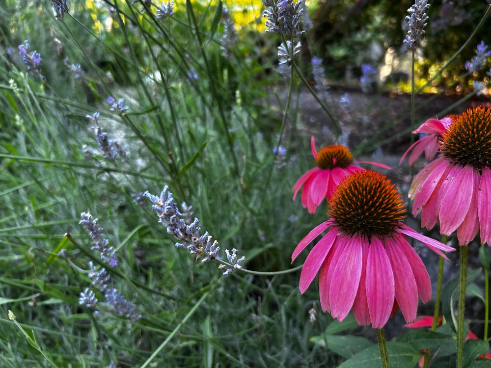 Purple flowers with a spiky center.