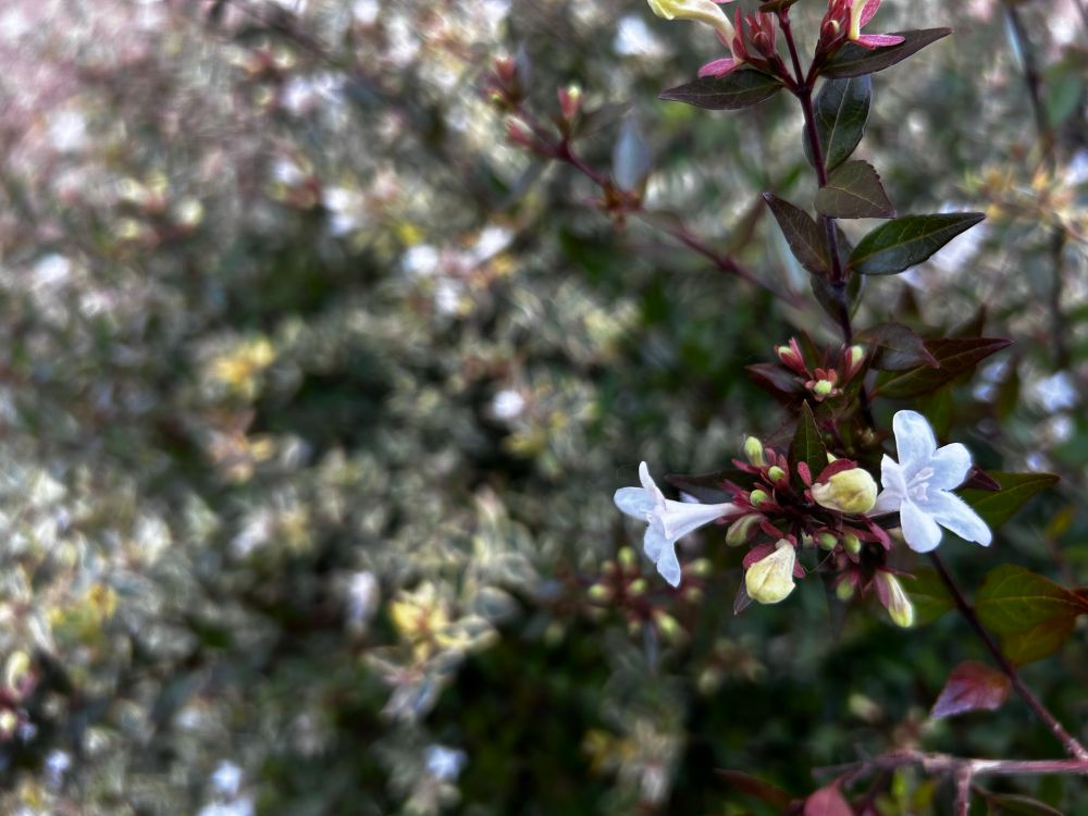 Little white flowers blooming 