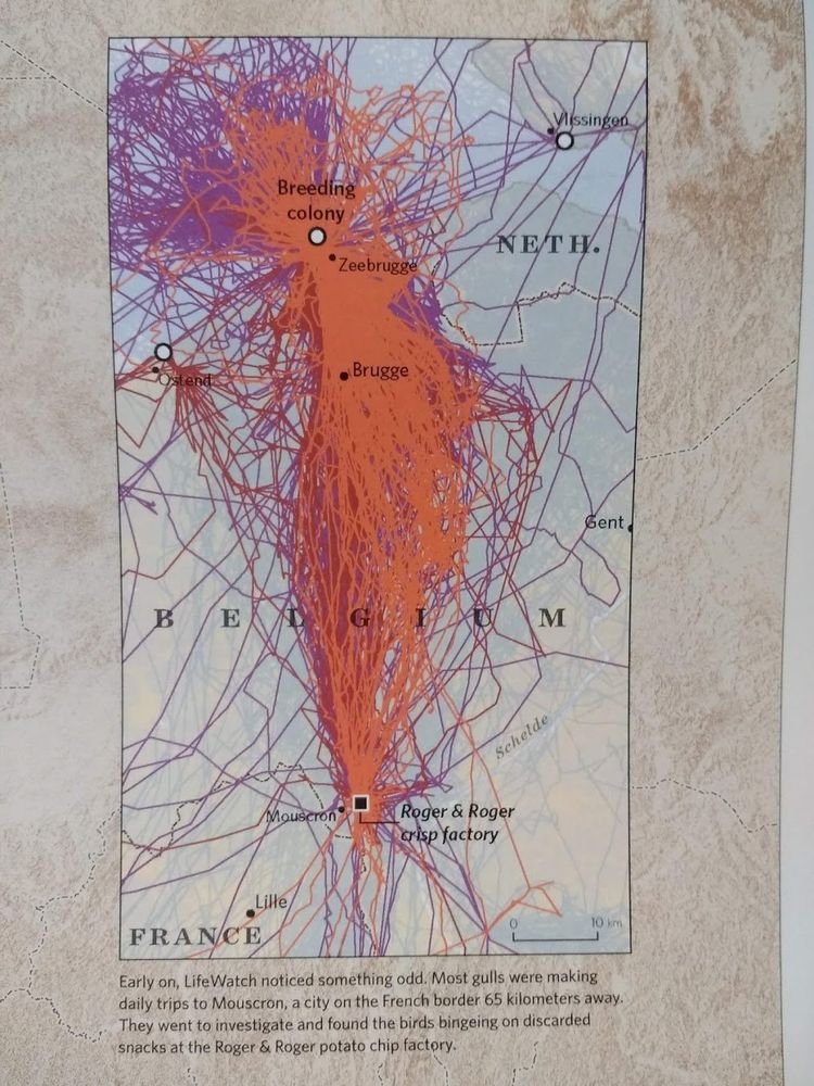 A map of flight paths emanating from breeding colony of gulls, with this caption: Early on, LifeWatch noticed something odd. Most gulls were making daily trips to Mouscron, a city on the French border 65 km away. They went to investigate and found the birds bingeing on discarded snacks at the Roger & Roger potato factory. 