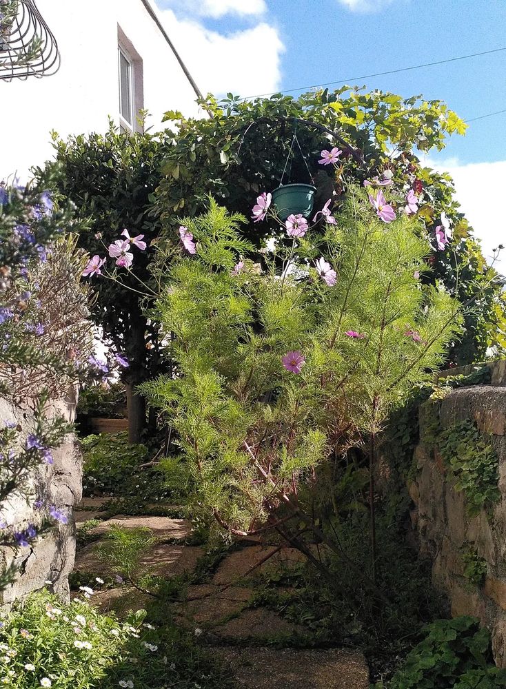 Photo of a front garden with stone walls on either side and some tall cosmos with feathery green leaves and a spray of pink flowers. 