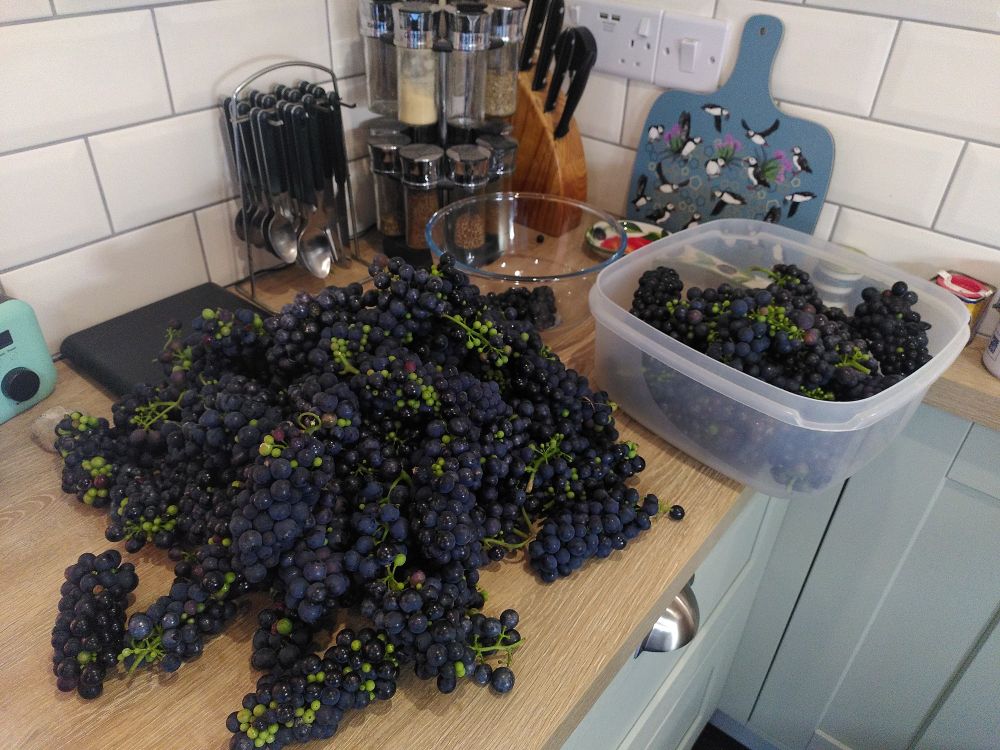 A kitchen work surface piled high with bunches of black grapes, with more in a box to one side.