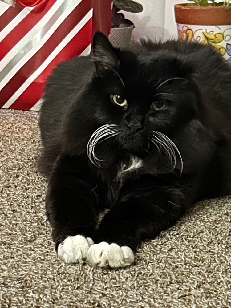 A photo of my cat Milo laying down with his paws out in front of him as he looks at the camera like a dramatic model.
