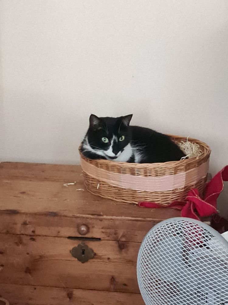 A black and white cat sits in an Easter basket filled with straw