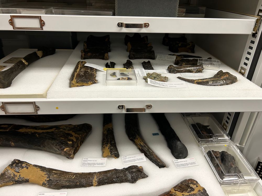 Dryptosaurus holotype specimen, long bones and claws