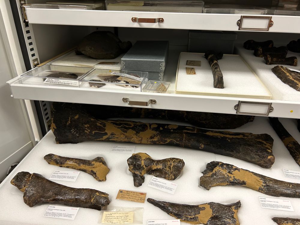 More Dryptosaurus material
