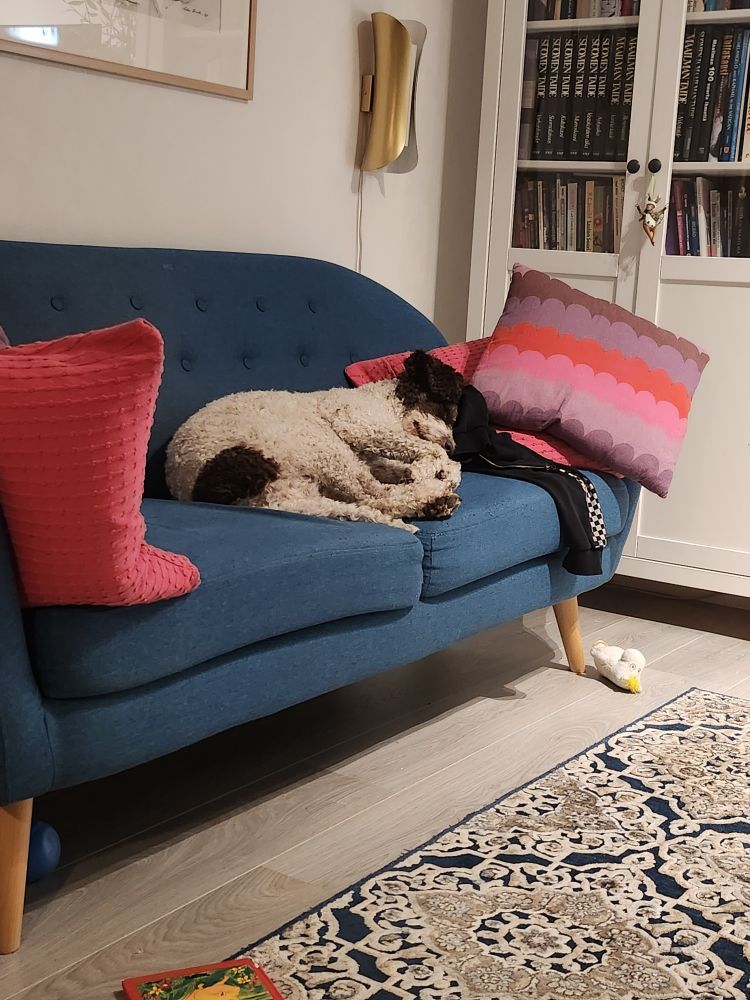 Espanjanvesikoira nukkumassa sinisellä sohvalla mustan hupparin ja kahden punasävyisen tyynyn päällä