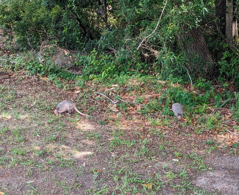 A pair of small armadillos digging in leaf litter.