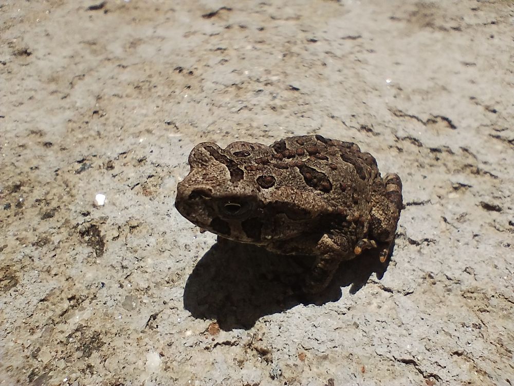 Um outro ângulo com outra iluminação do sapo de lado, em que a cor verde ficou mais amarronzada