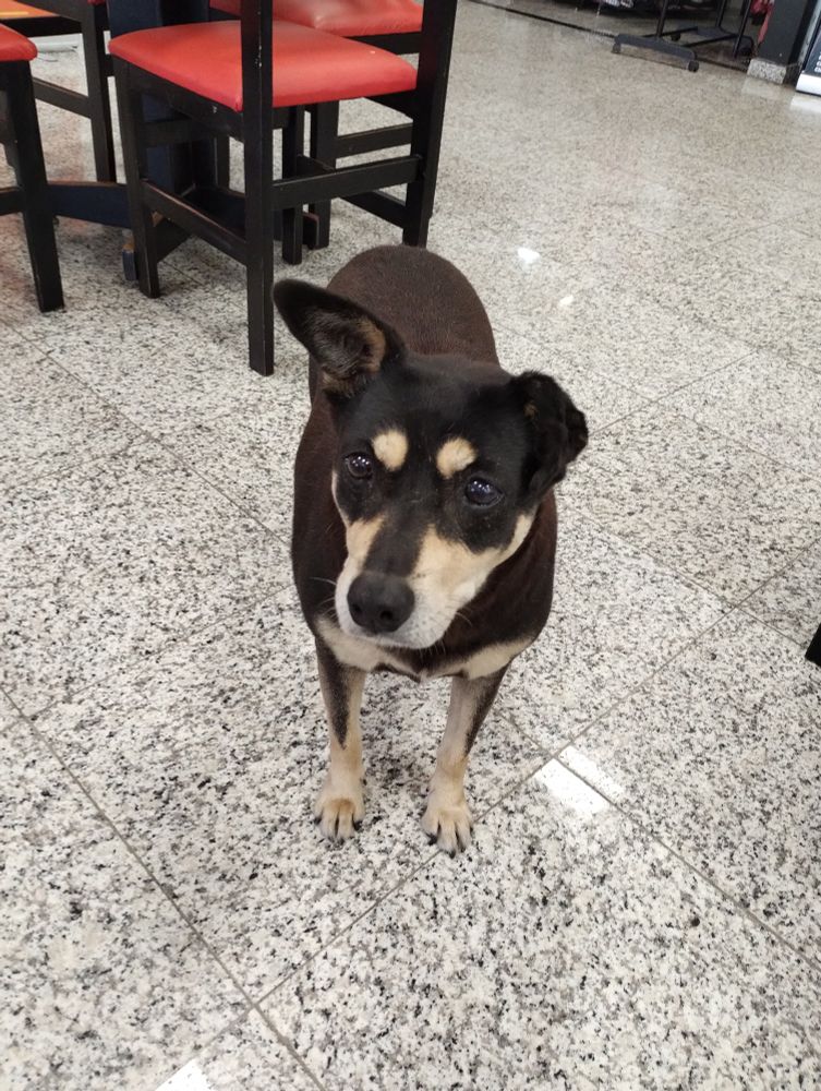 Foto de uma cachorrinha caramelo capa preta no chão de uma praça de alimentação fazendo carinha de pedindo comida. Ela tem a orelha esquerda meio tortinha enquanto a da direita está levantadinha.