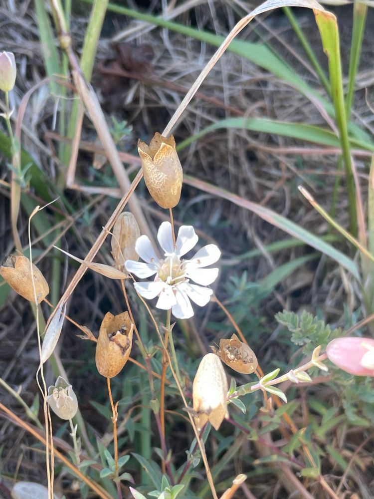 Individuals of  sea campion / Silene uniflora Roth