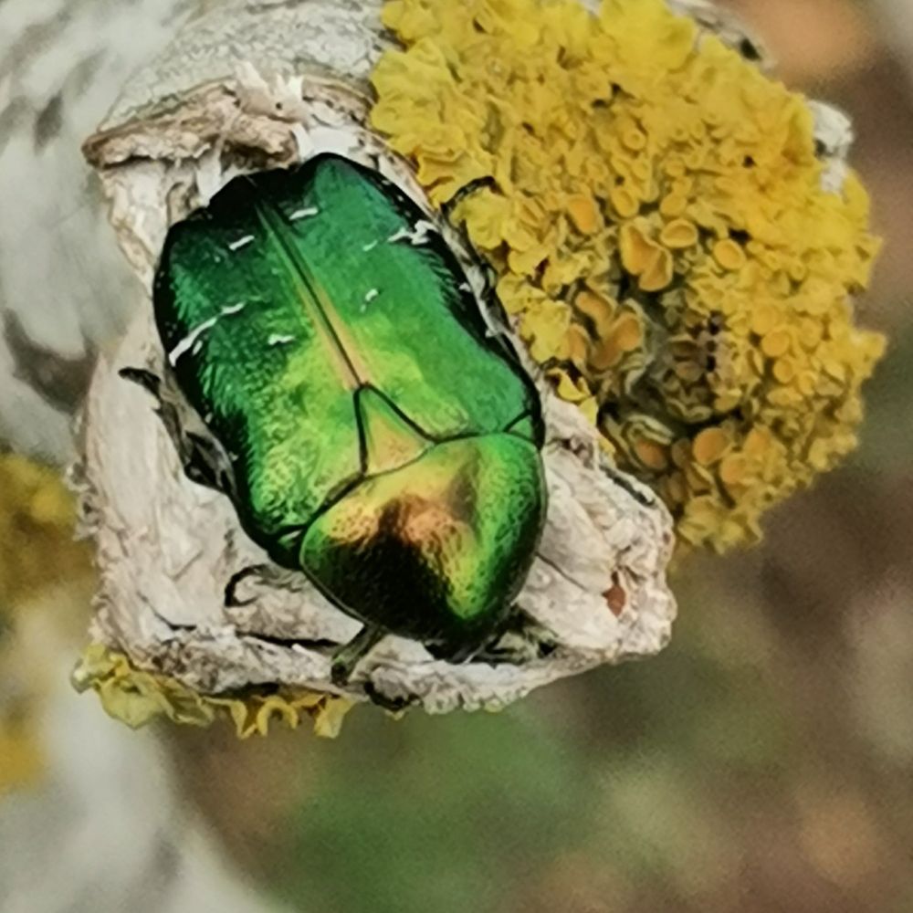 Grüner Rosenkäfer auf knorrigem Ast