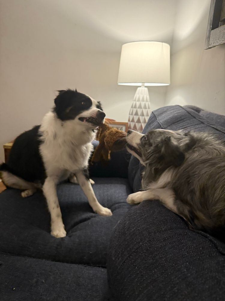 A black and white mini Aussie and a gray and white mini Aussie play tug with a brown animal toy
