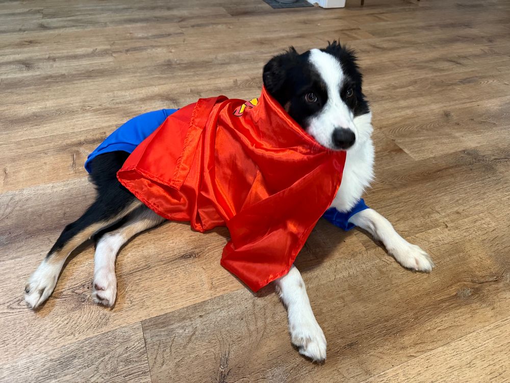 A black and white mini Aussie dressed as super dog eats his cape
