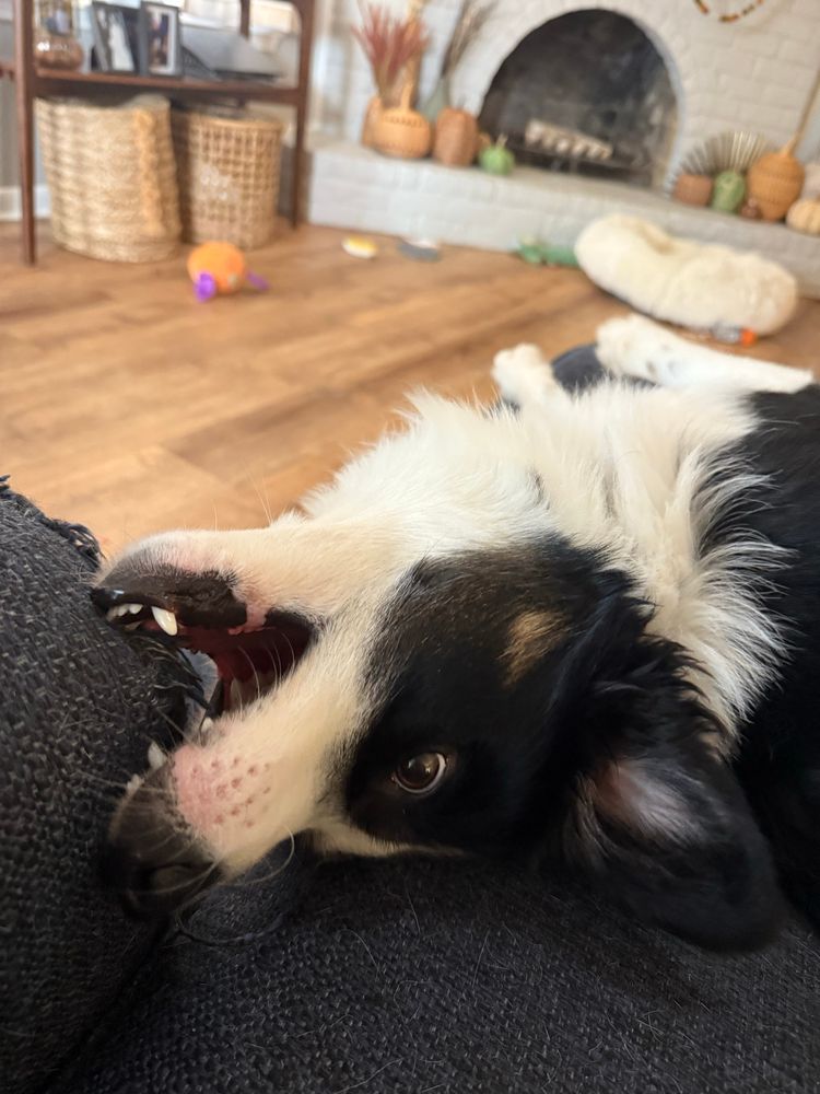 A black and white mini Aussie chews the couch
