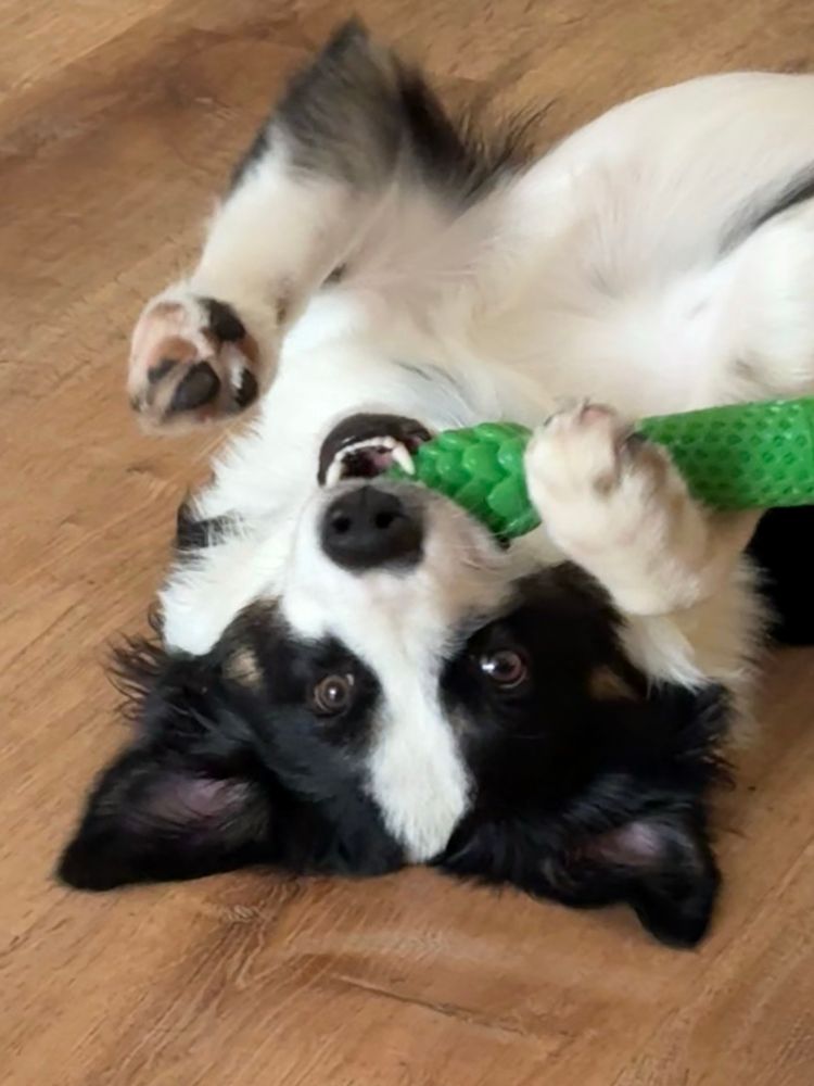 A black and white mini Aussie chews a toy