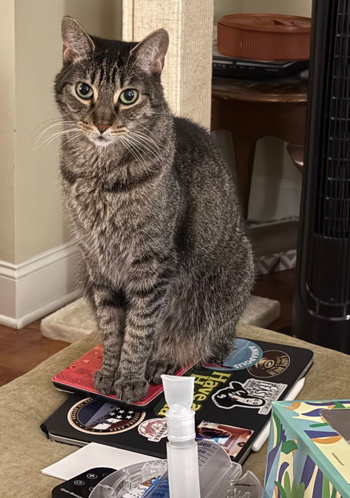 A grey and black cat is sitting on a Kindle which is itself on top of an iPad.