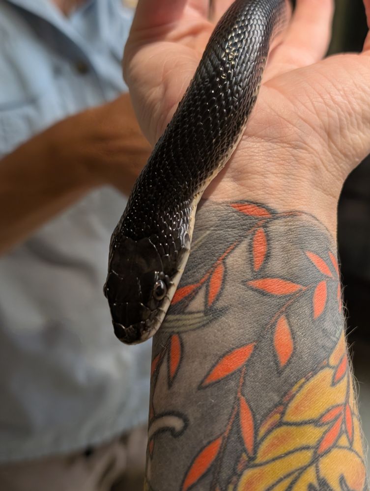 Tattooed woman's wrist holding a black and white prairie kingsnake (Great plains rat snake)