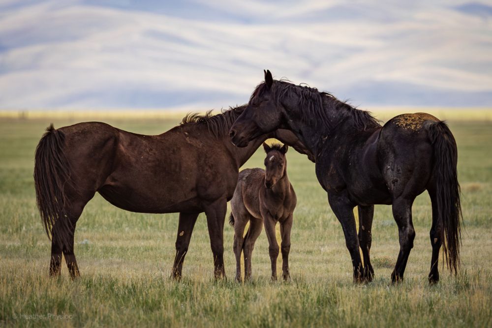 A small band of wild mustangs stands alert on the high plains near Medicine Bow, Wyoming, framed by a backdrop of open sky and rolling sagebrush. The horses - dark bay to black with windswept manes - gather protectively around a foal, their muscular bodies and upright posture signaling both strength and vigilance in the rugged Western landscape.