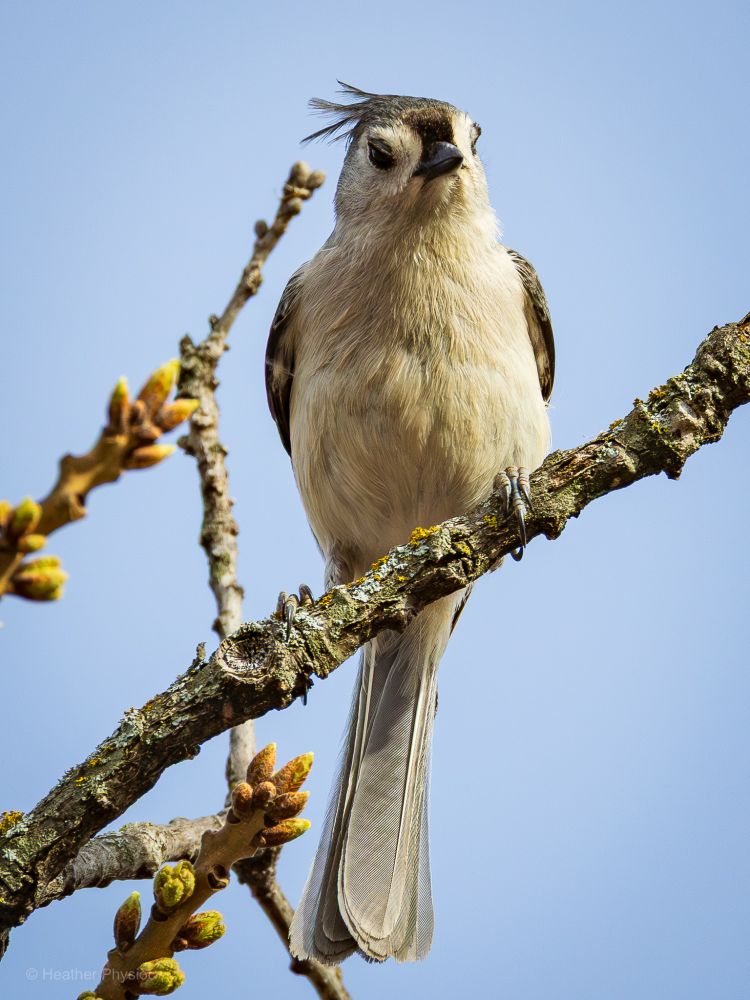 A small songbird, a tufted titmouse, perches on a lichen-covered tree branch against a clear blue sky. The bird faces forward, showing its pale grayish-white chest and belly, with darker gray wings and back. Its most distinctive feature is a short, tousled crest of feathers on top of its head, giving it a slightly scruffy appearance. The titmouse has large, dark, inquisitive eyes and a small, black beak. Budding branches with yellow-green tips frame the scene, suggesting early spring. The bird’s long, pale tail hangs straight down, and the overall lighting is bright and natural, highlighting the fine texture of its feathers.