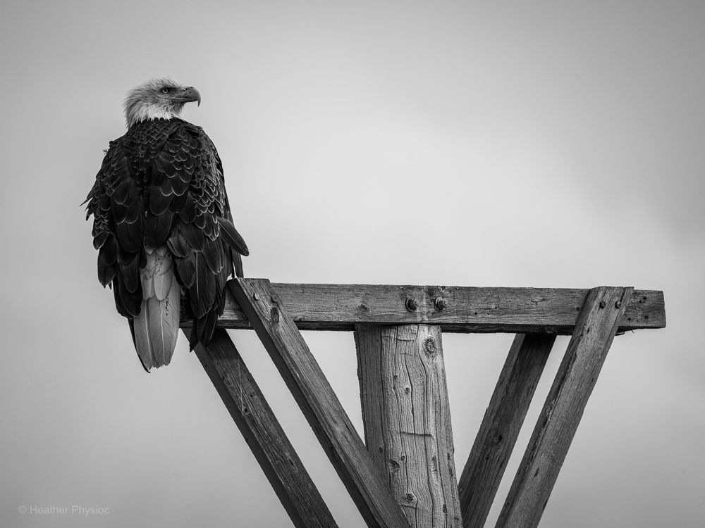 A bald eagle perches on a V-shaped wooden utility structure in Laramie, Wyoming, viewed from behind with its head turned slightly to the left. The image, in black and white, highlights the detailed layering of its dark feathers and pale head plumage. The bird’s powerful hooked beak and heavy talons are visible, and the rough texture of the weathered wood contrasts with the smooth, clouded sky. This raptor is a mature adult, identifiable by its fully white head and tail, common among breeding-age bald eagles.