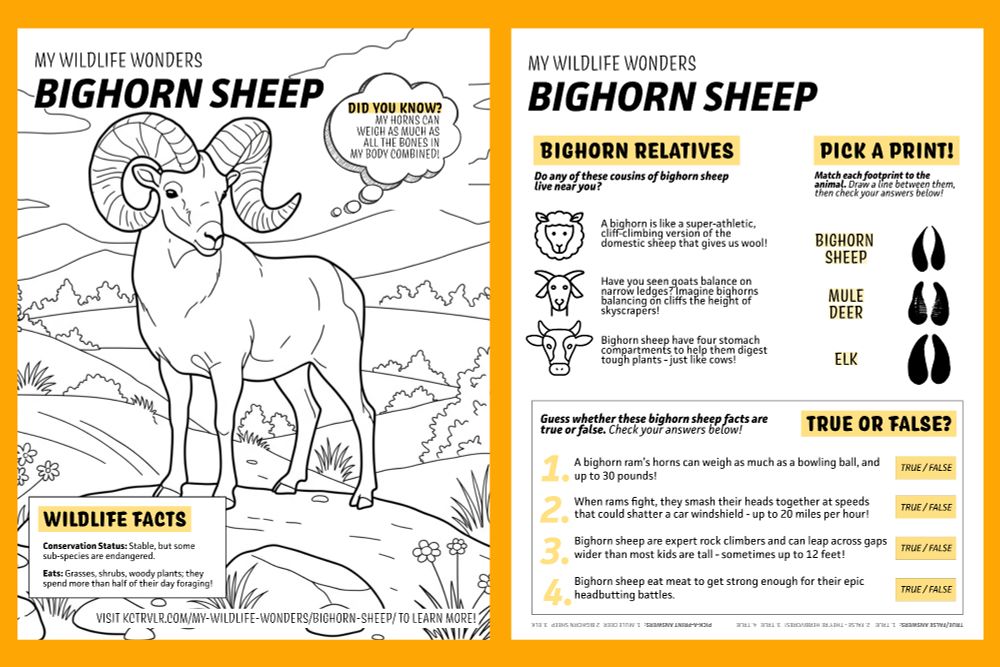 Preview graphic of an elementary school age children's coloring book page and activity worksheet for the endangered species bighorn sheep found in the American West. Great for use in classrooms or summer learning programs