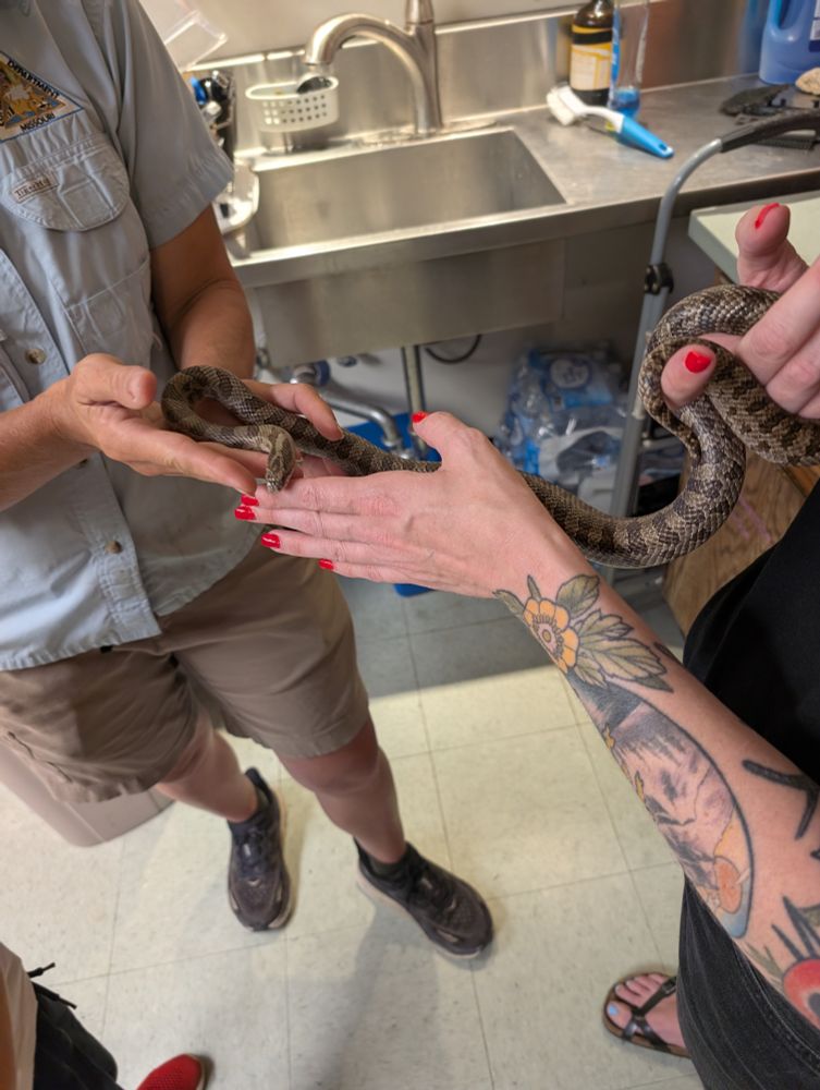 Tattooed woman's wrist holding a juvenile prairie kingsnake (Great plains rat snake) with the aid of an MDC naturalist