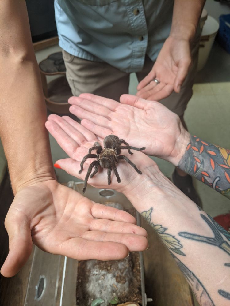 A tattooed woman's hands holding a Missouri tarantula walking across her palms with the aid of an MDC naturalist