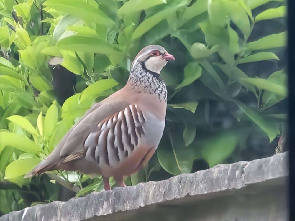 A photograph of what I think is a partridge 