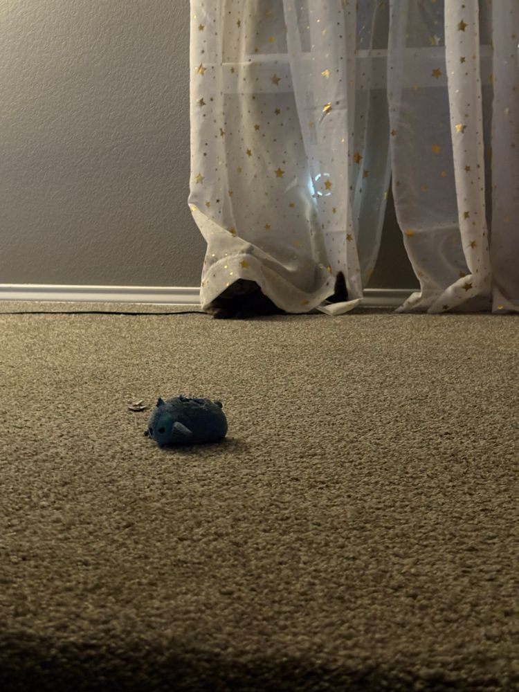 A photo of what appears to be grey carpet with a small 3 1/2” Stitch tsumtsum in the foreground. Farther back is a window with sheer white curtains that have a foiled gold star motif, and a grey cat hiding under one of them. The tip of his tail and nose are visible under the curtain