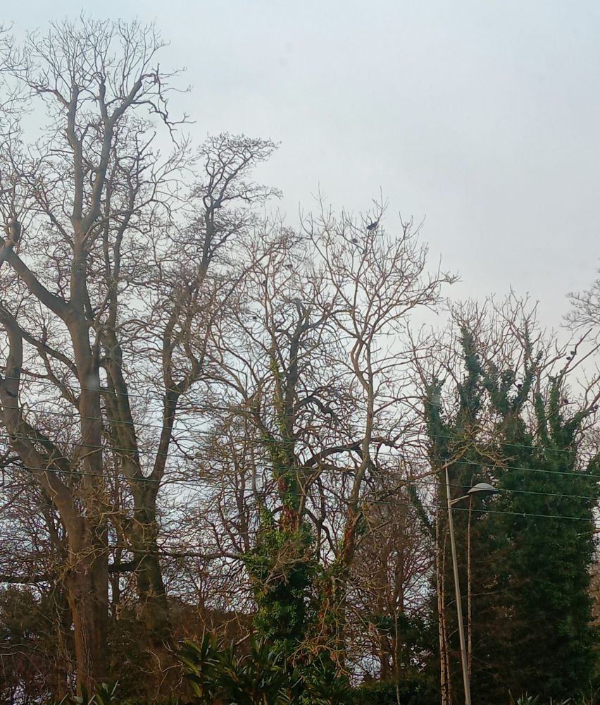I live beside the Phoenix Park so it was wild to see the trees swaying so fiercely during some strong gusts. Thankfully, the ones I can see are all still standing and if you look closely from this angle, the birds are now back sitting in them - a good sign, I think! #SpeirGorm ##StormEowyn