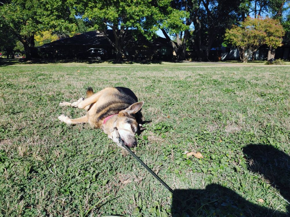 A series of photos of a German Shepherd rubbing her face into the ground before flopping over and rolling onto her back.