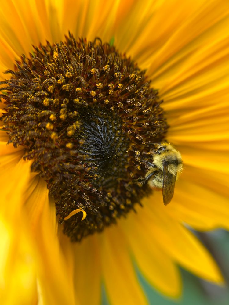A close up, macro shot of a bee feasting on a sunflower. 
