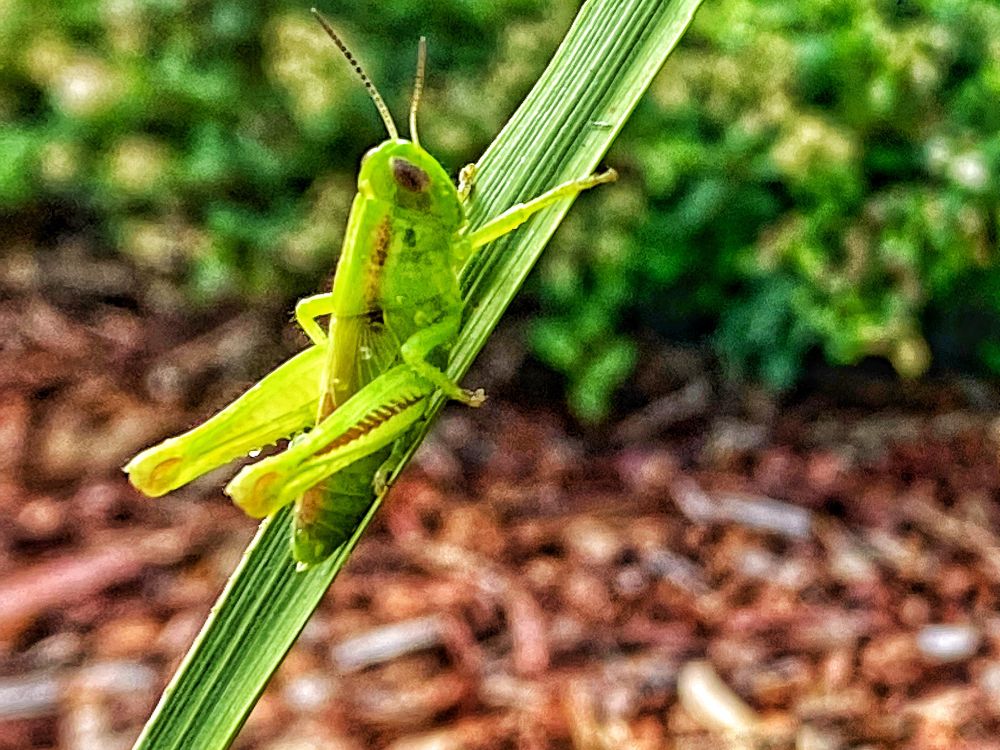 A tiny grasshopper sits on a blade of grass.