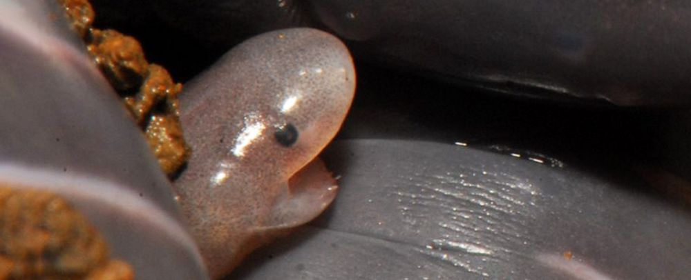 Worm-Like Amphibians Leak Milk For Their Hatchlings And It's Kind of Cute