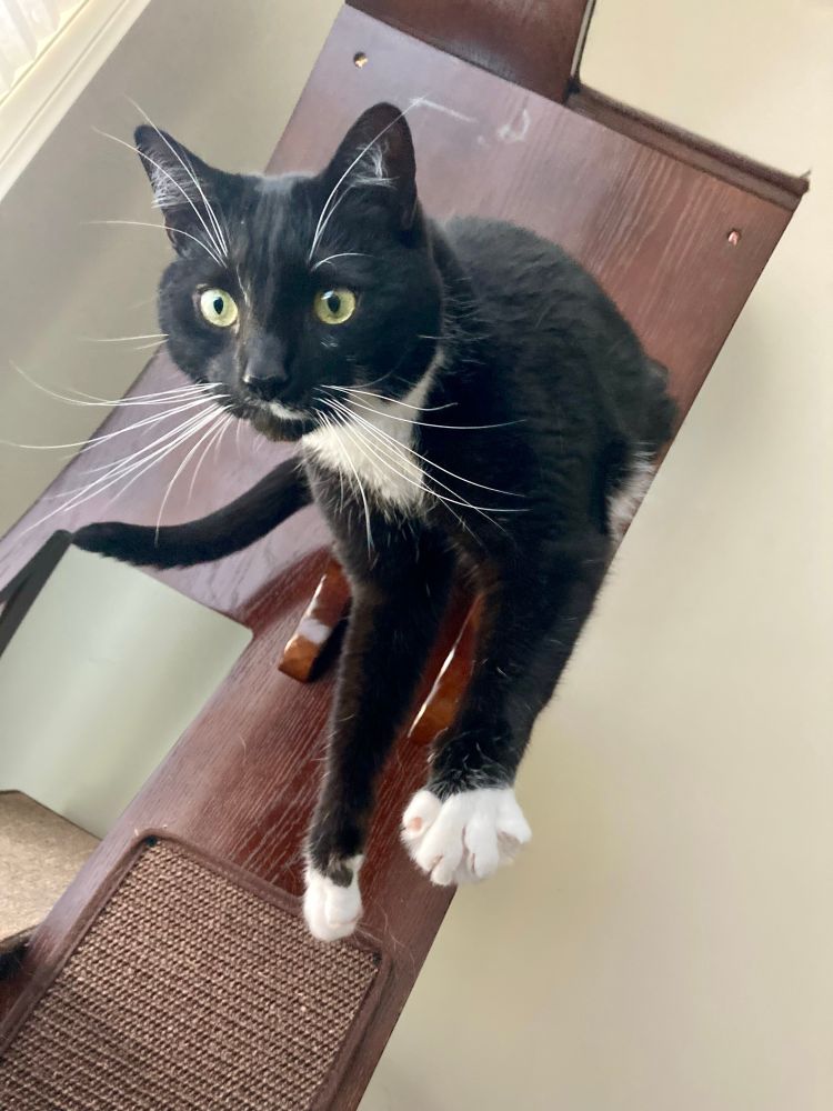 A debonair tuxedo cat with absurdly long whiskers dangling his front half off a cat tree towards the camera. He sorta looks like he’s suspended in the air, but he’s just melted around the shelf so you can’t see it. 