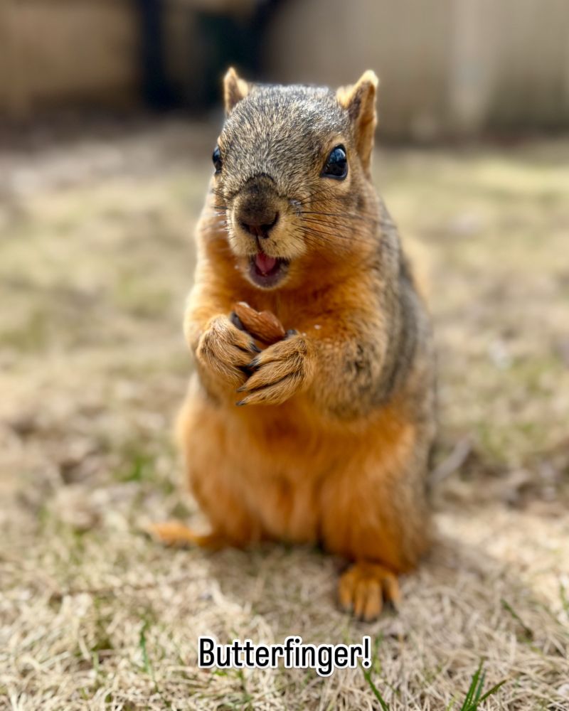 Smiling Fox squirrel eating an almond 
