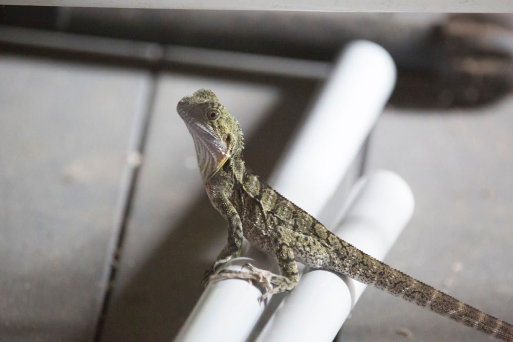 Baby eastern water dragon lizard.