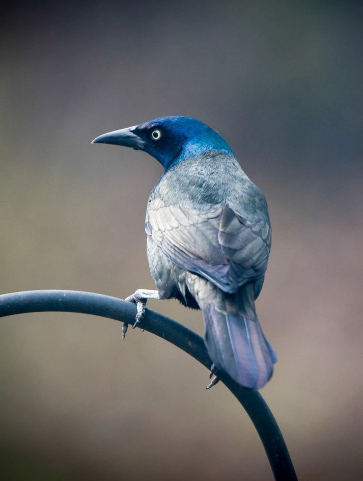 A female grackle showing it has the same weird coloration as a male