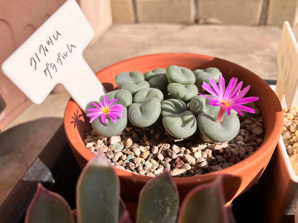 コノフィツム グラブルム