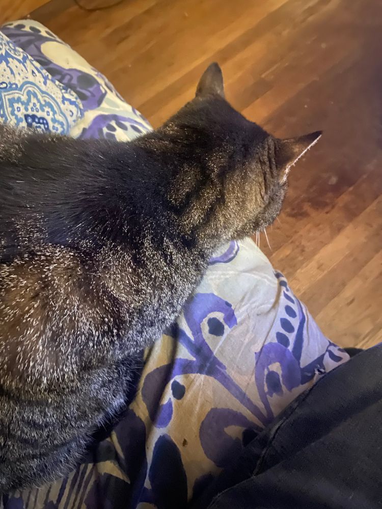 Fiona the tabby cat looking away into space 