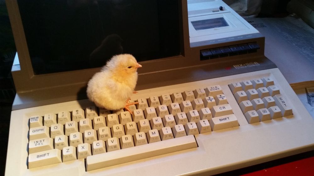 A chick on a Sharp MZ-80A, obviously.