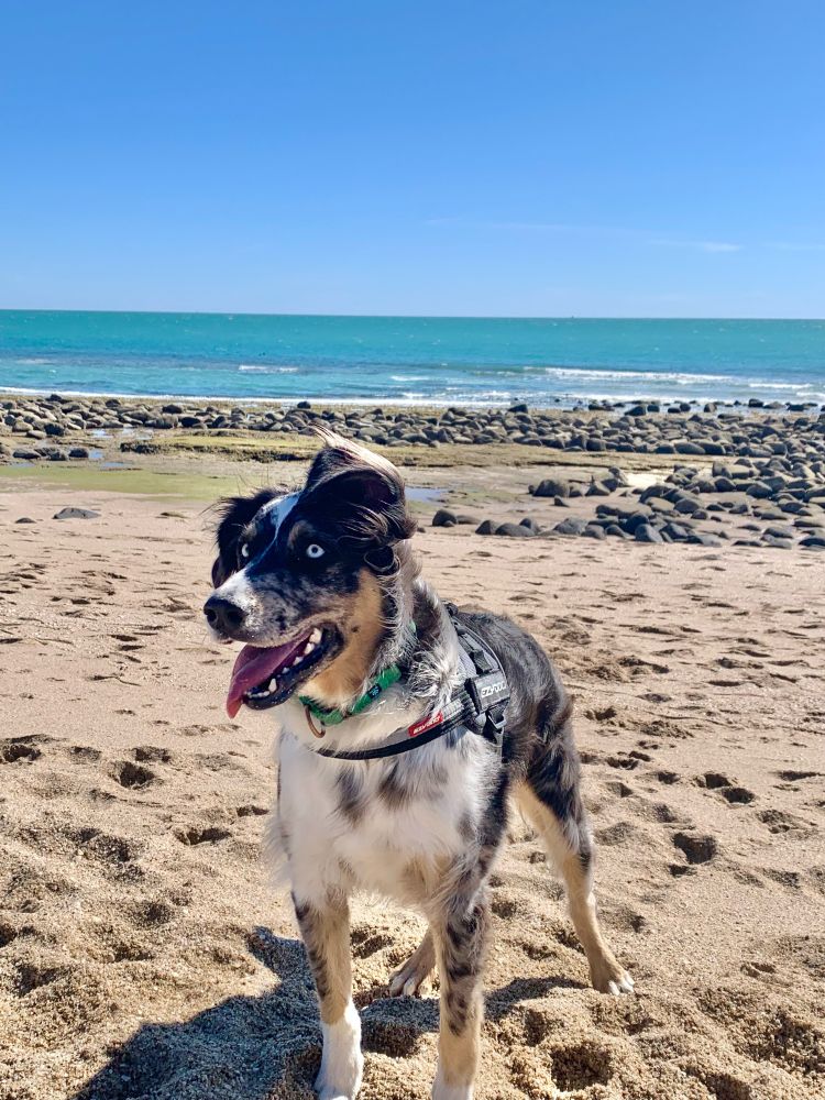 Blue the Rescue Aussie on a beach in Mexico living her best life 