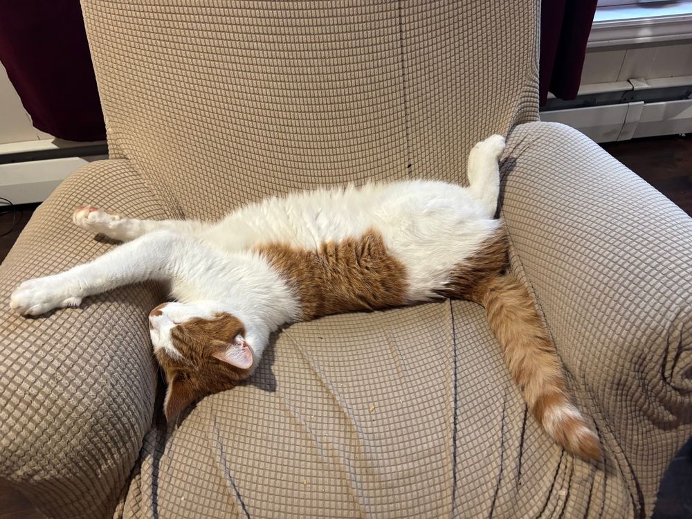 cat sprawled on a recliner.