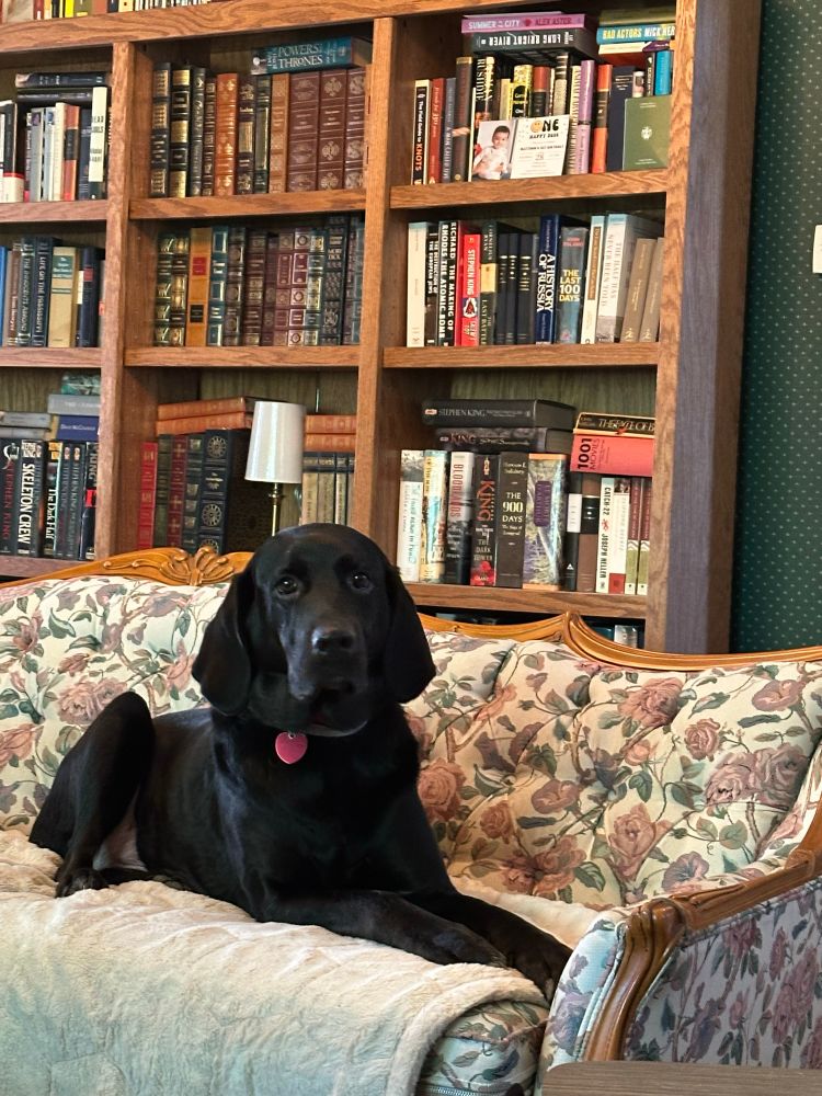 A black hound dog sits in a floral couch.