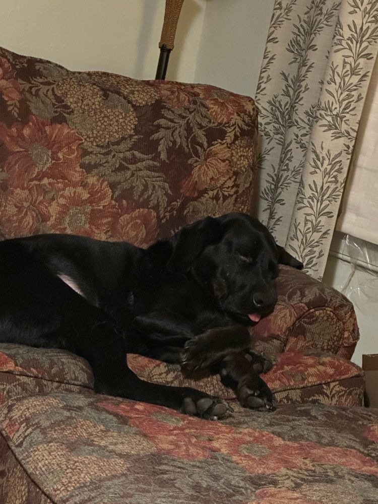 A black dog sleeps on a chair with his tongue out