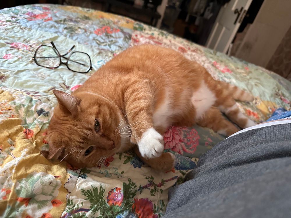 An orange cat on a bed