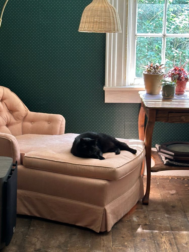 A black cat is stretched out on a pink chaise lounge in a sunny living room.
